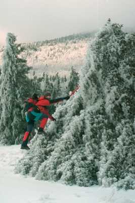 Climbing up icy tree