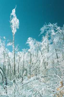 Tree after ice storm