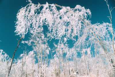 Tree after ice storm