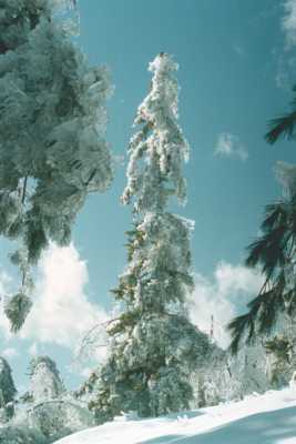 Tree after ice storm