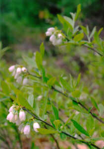 Blueberry blossoms in early May 1998